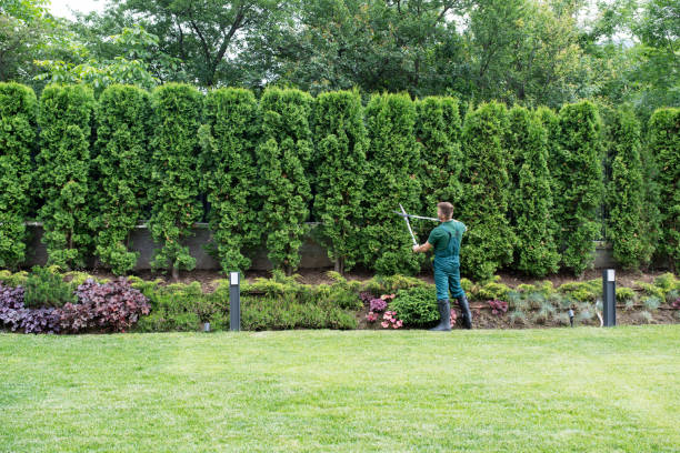 Best Arborist Consultation Services  in Broomfield, CO