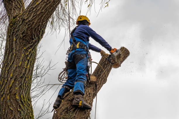 Best Weed Control  in Broomfield, CO