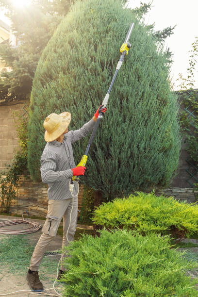 Best Commercial Tree Services  in Broomfield, CO