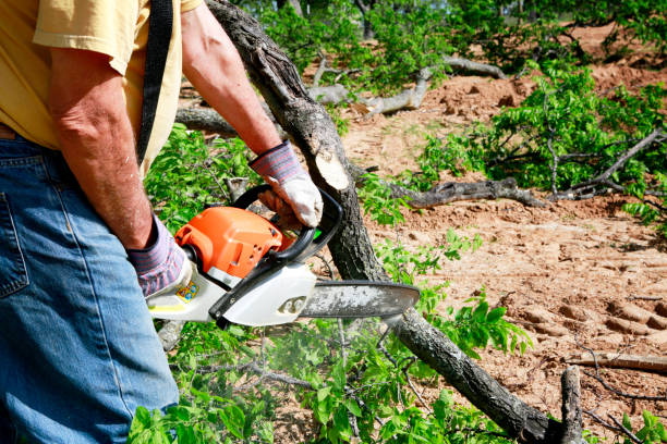 Best Tree Mulching  in Broomfield, CO